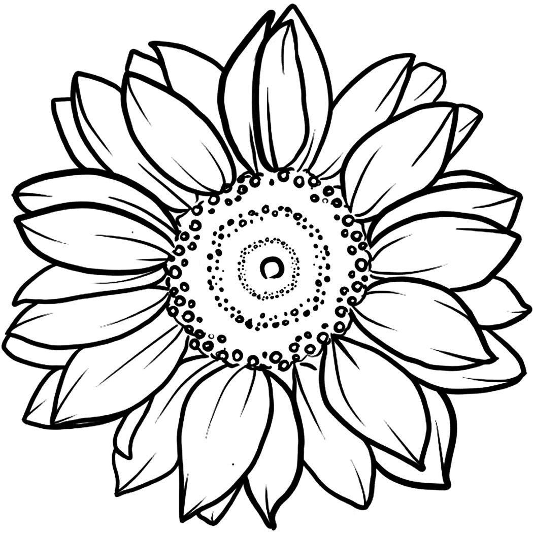 sketsa bagian kepala bunga matahari