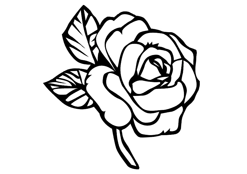 sketsa bunga mawar cantik hd