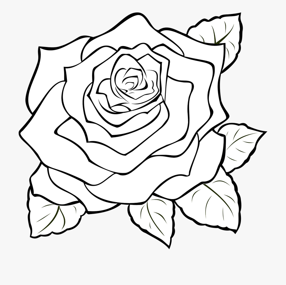 sketsa bunga mawar indah