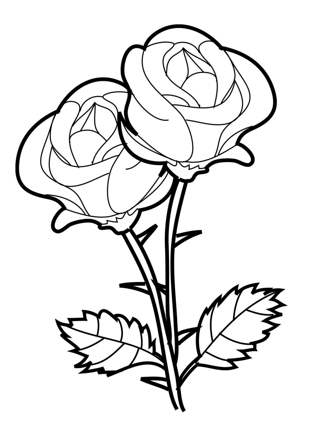 sketsa bunga mawar