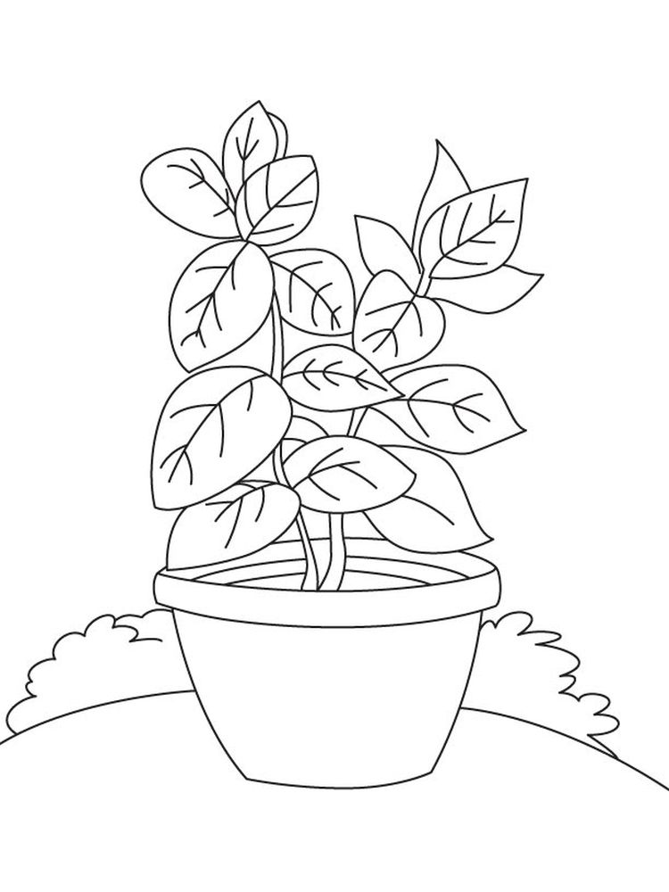 sketsa tumbuhan