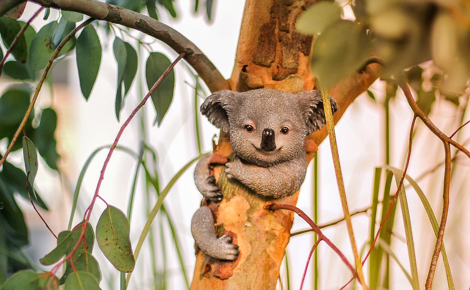 wallpaper gambar koala lucu