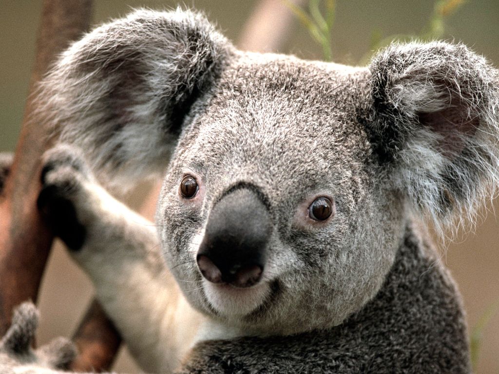 wallpaper gambar koala