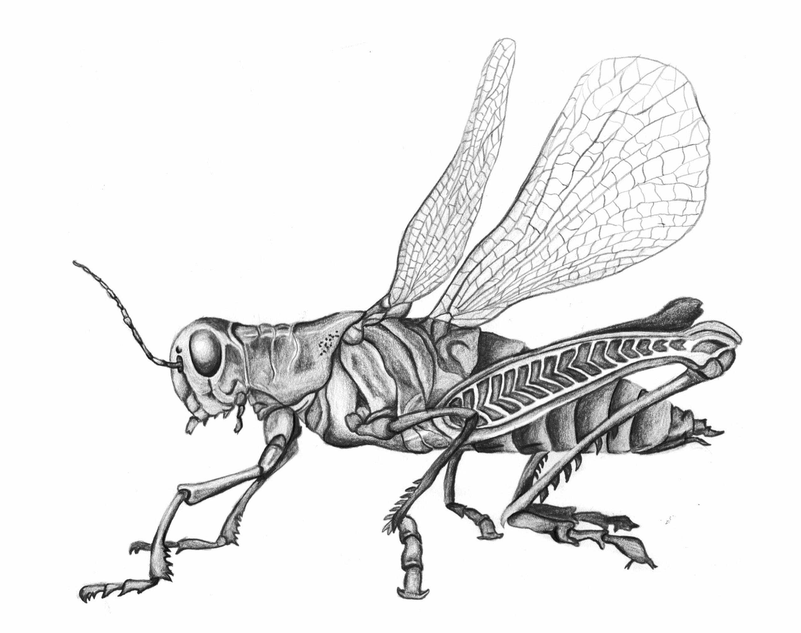 contoh gambar sketsa belalang hd