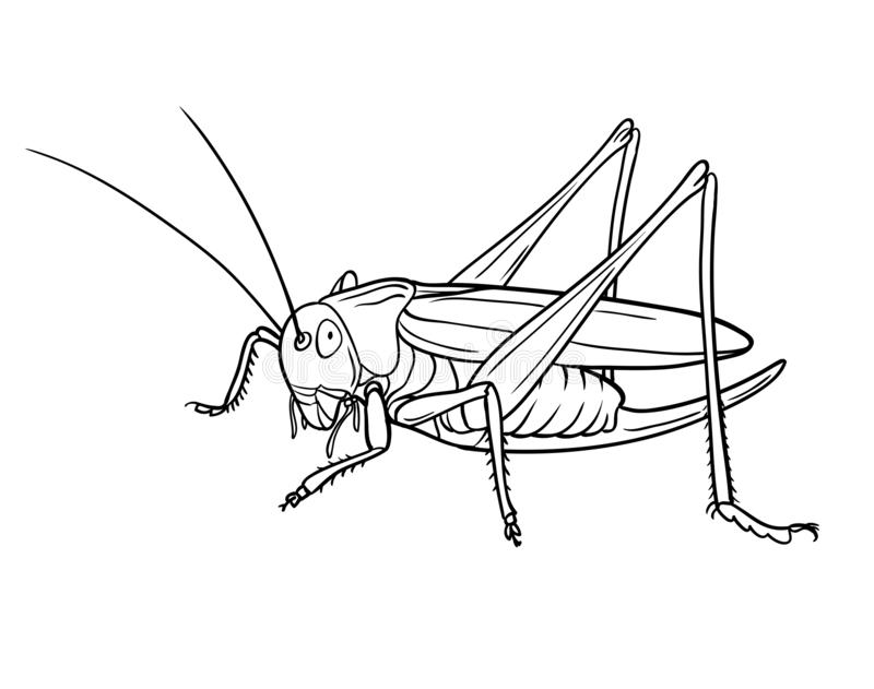contoh gambar sketsa belalang