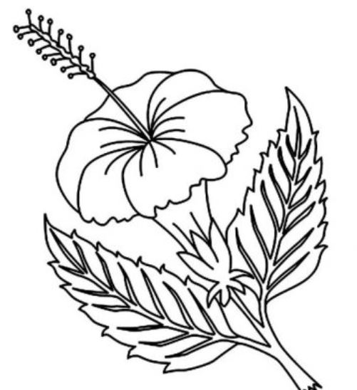 contoh gambar sketsa bunga sepatu hd