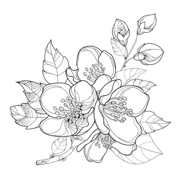 contoh gambar sketsa flora