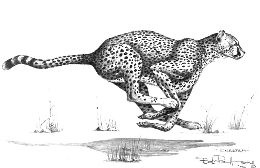 contoh gambar sketsa macan