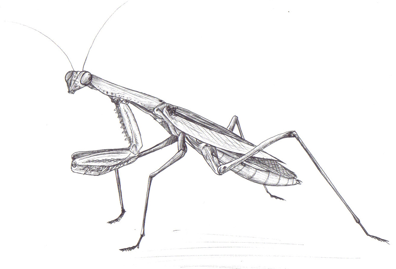 contoh sketsa belalang