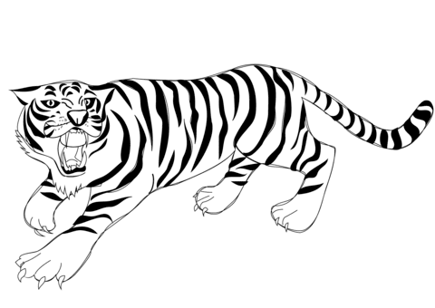 gambar contoh sketsa macan