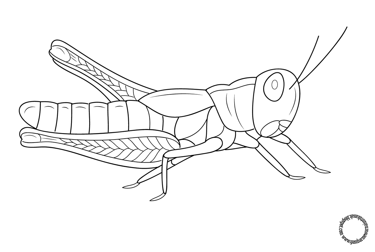 gambar sketsa belalang