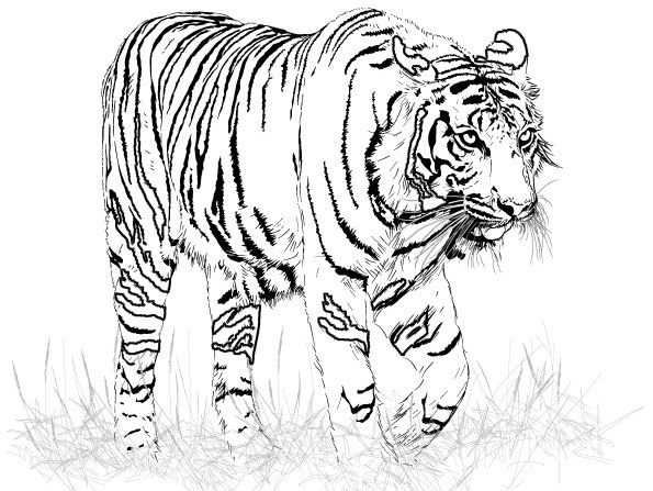 gambar sketsa binatang macan hd