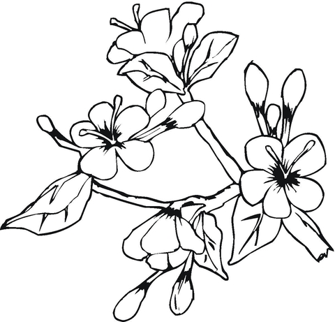 Gambar Sketsa Bunga Anggrek
