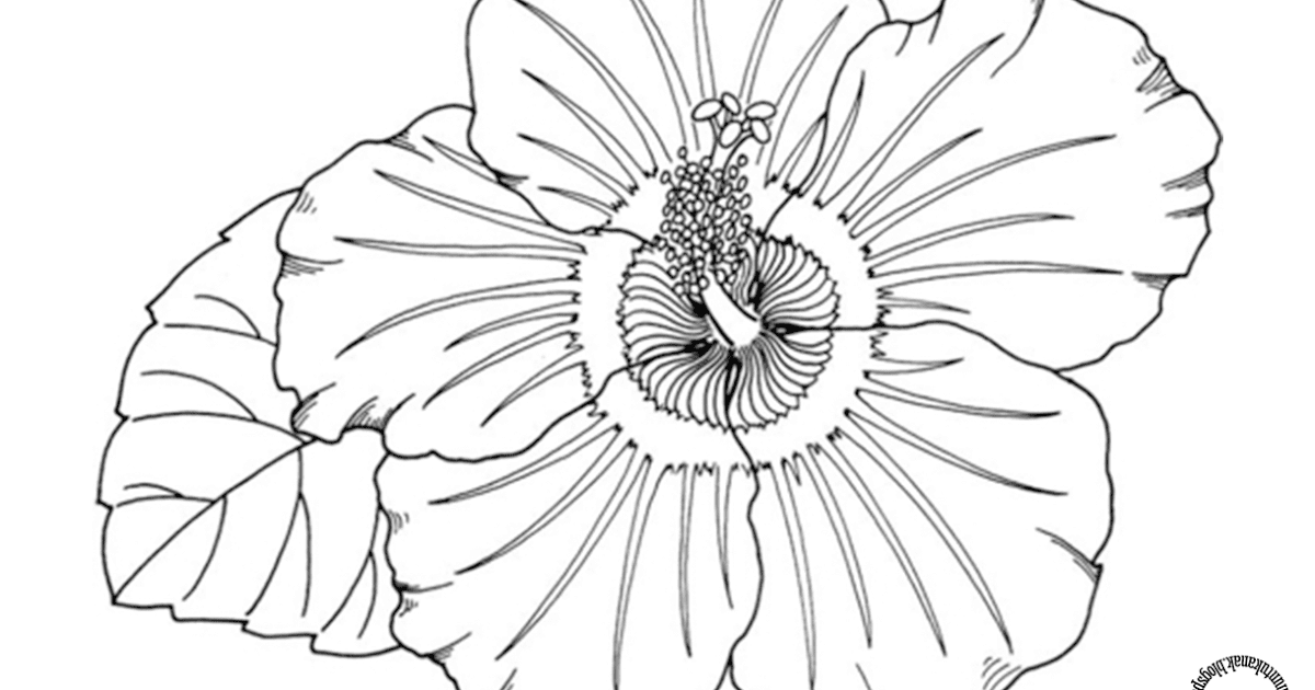 gambar sketsa bunga sepatu png