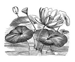 gambar sketsa flora keren