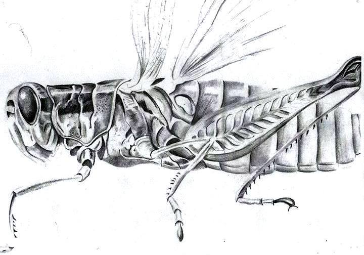 gambar sketsa hewan belalang
