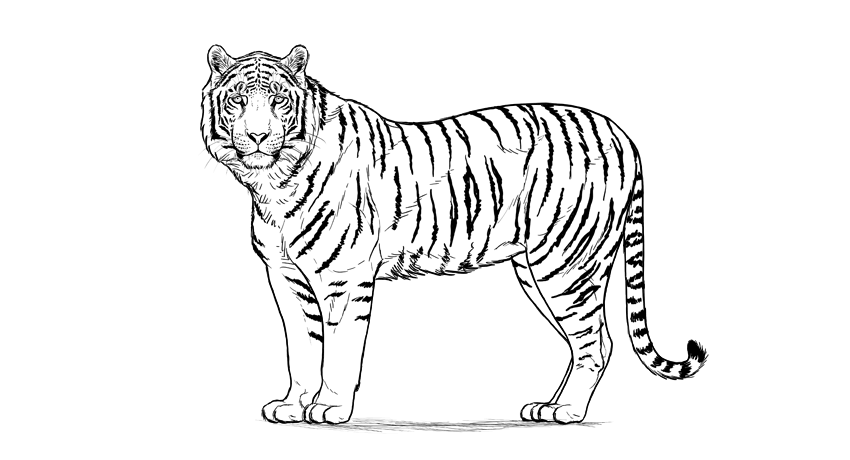 gambar sketsa macan