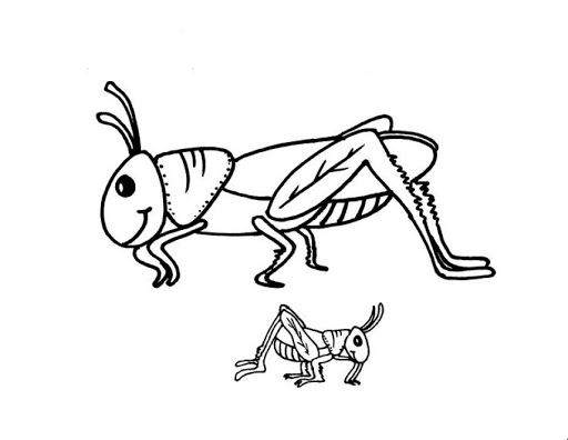 hd gambar sketsa belalang