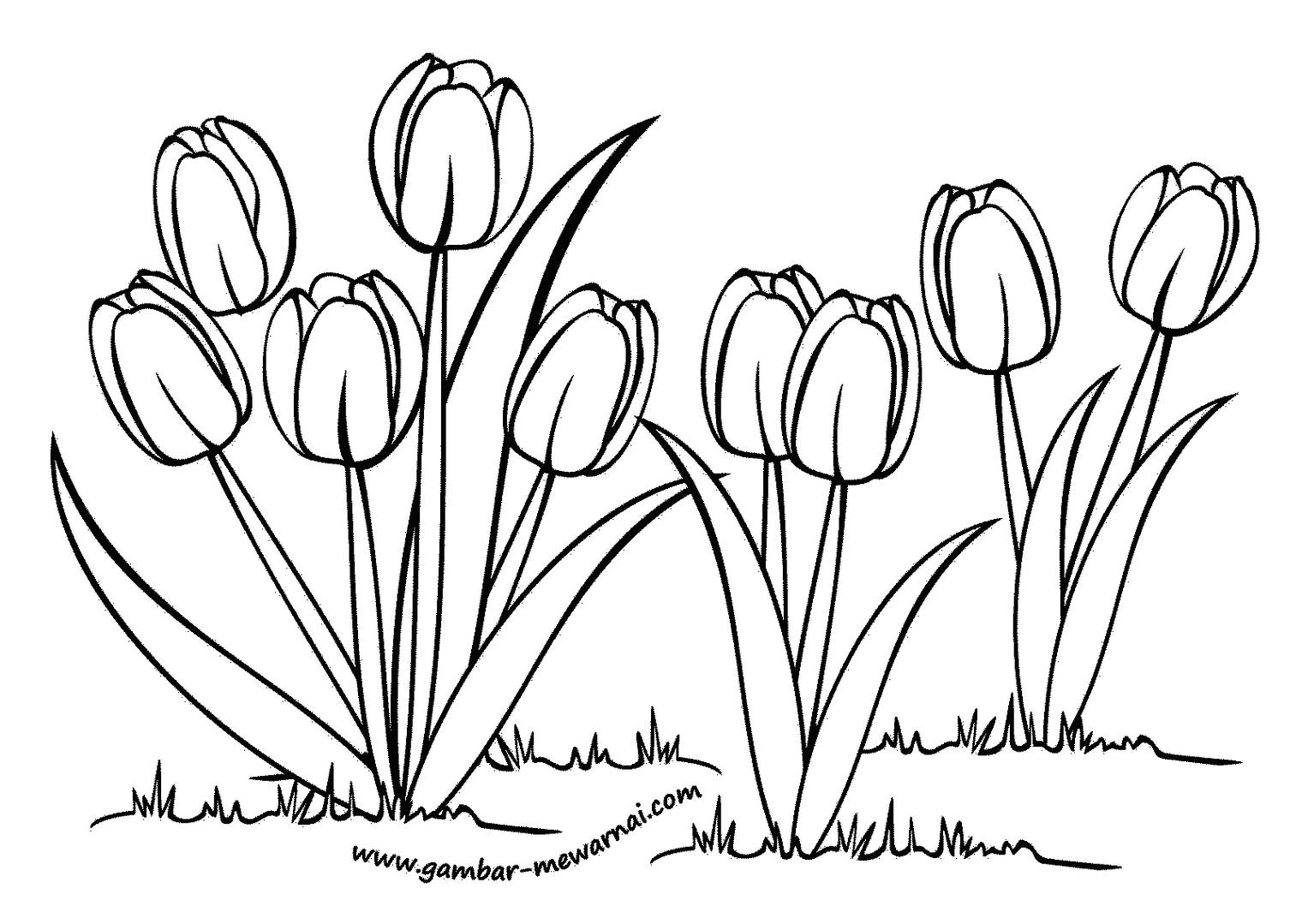 kumpulan gambar sketsa flora