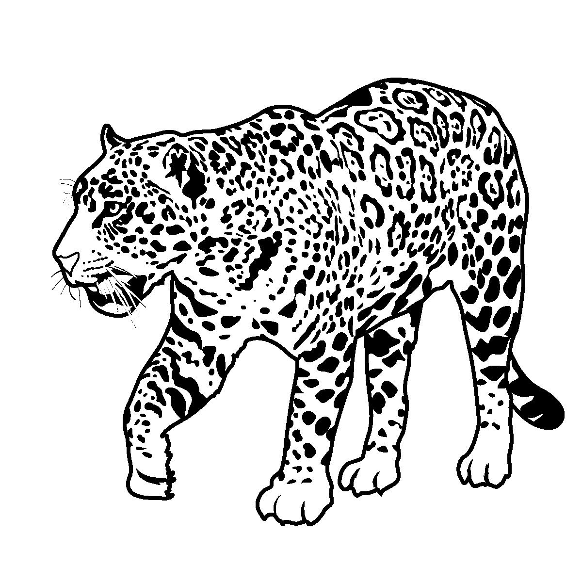 kumpulan gambar sketsa macan