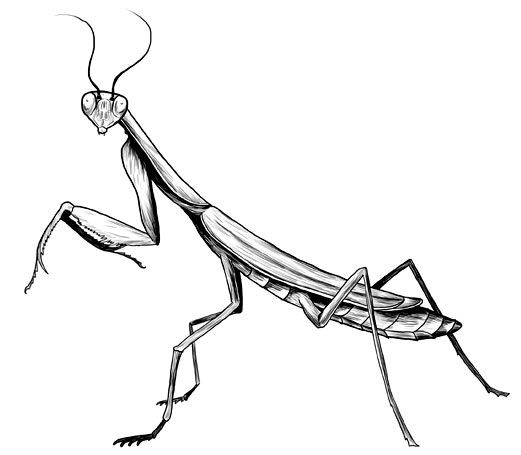sketsa belalang png hd