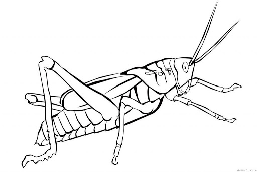 sketsa belalang png