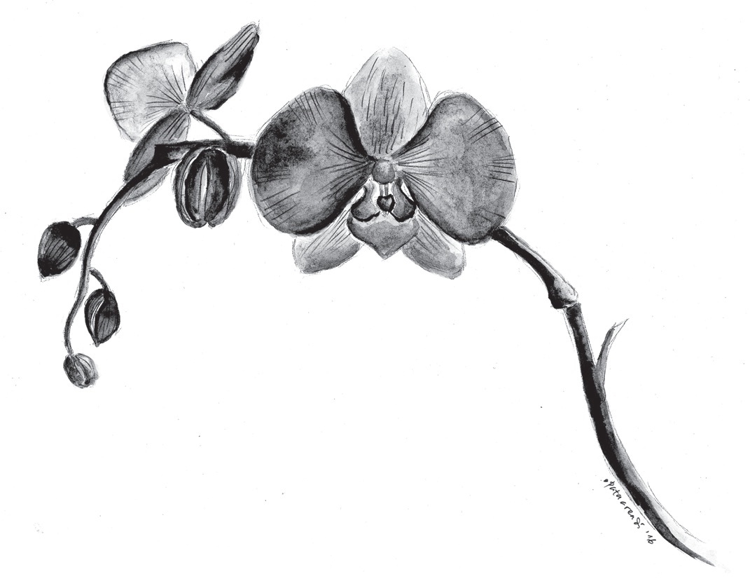 Sketsa Bunga Anggrek