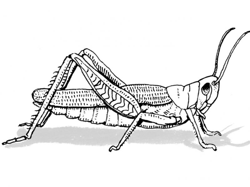 sketsa gambar belalang