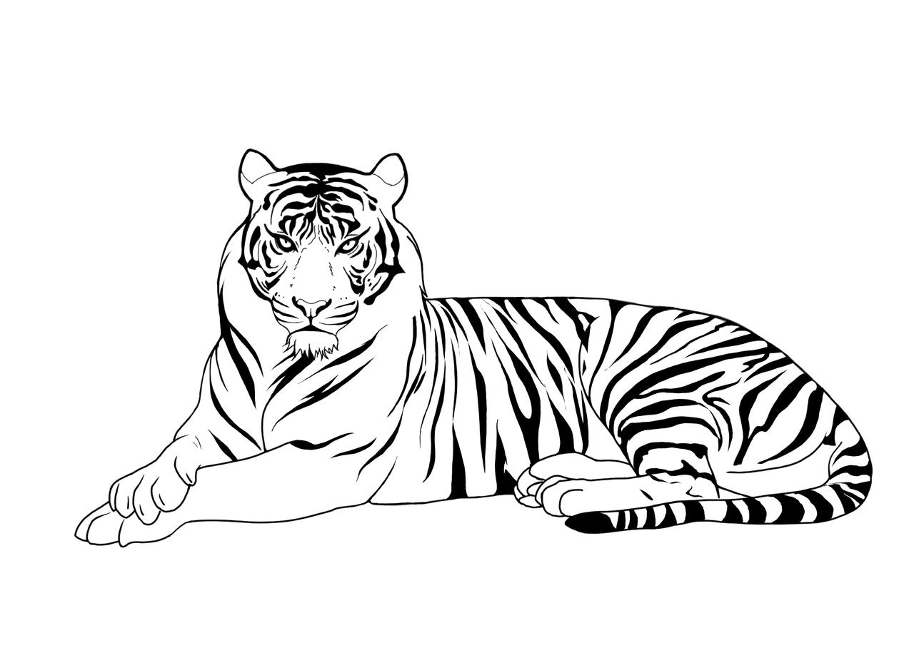 sketsa gambar macan