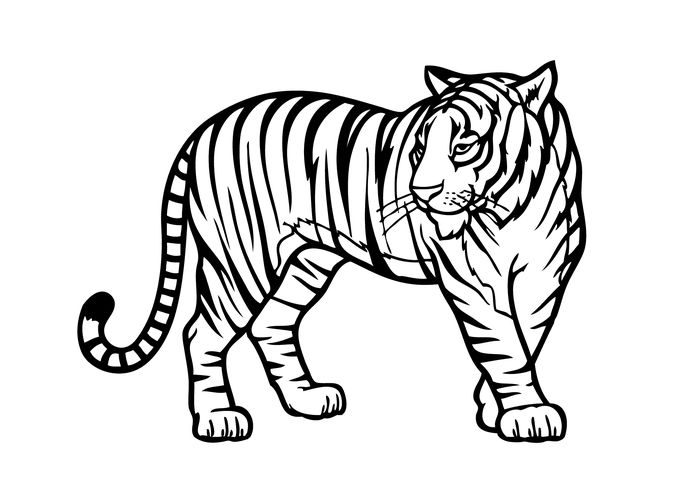 Mewarnai Gambar Hewan Harimau