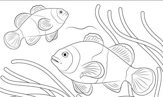 Mewarnai Gambar Ikan Hias Di Akuarium