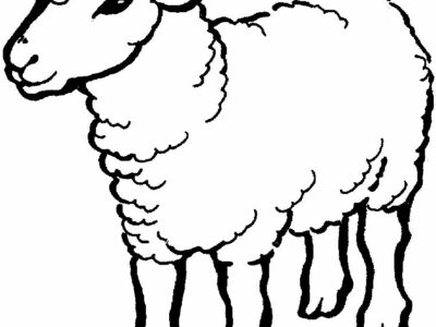 contoh gambar domba mewarnai