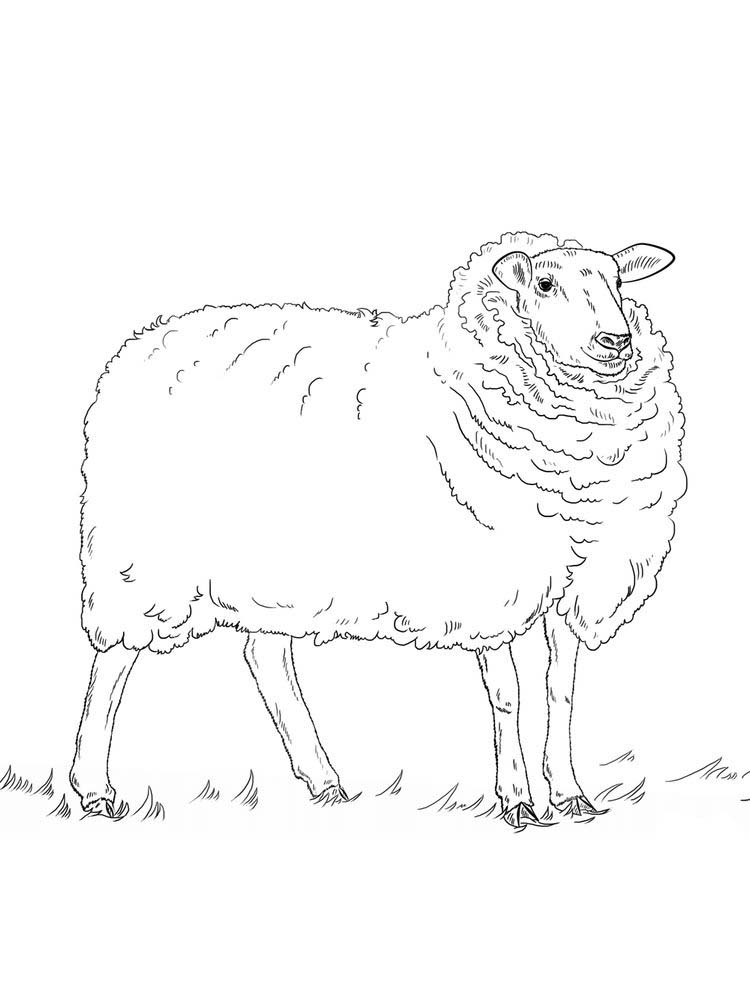 contoh hd mewarnai gambar domba