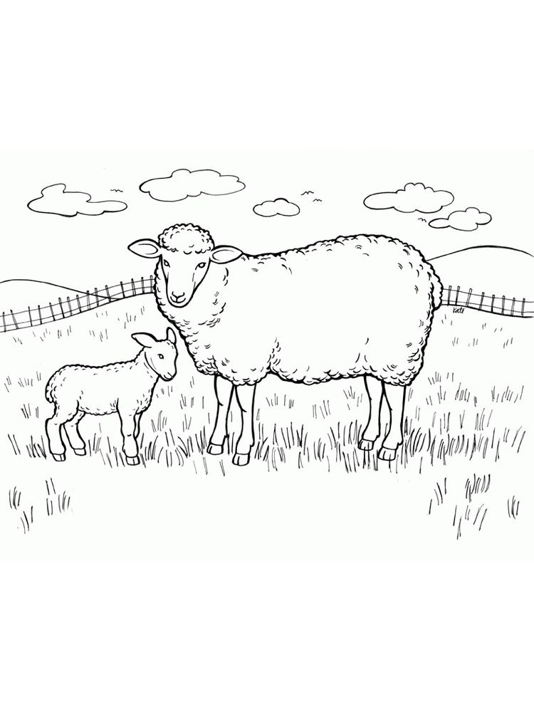 contoh mewarnai gambar domba