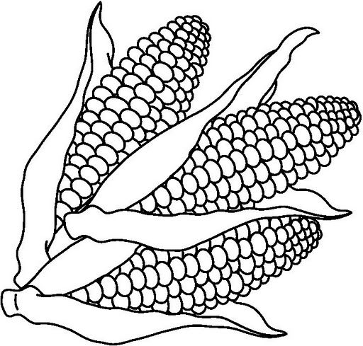 contoh mewarnai gambar jagung hd