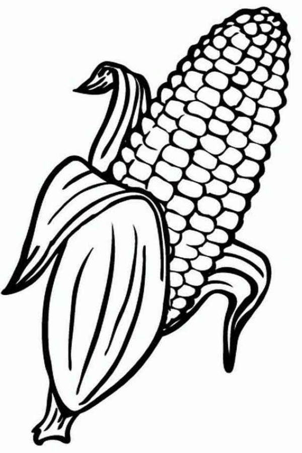 contoh mewarnai gambar jagung