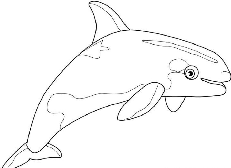 gambar ikan paus mewarnai