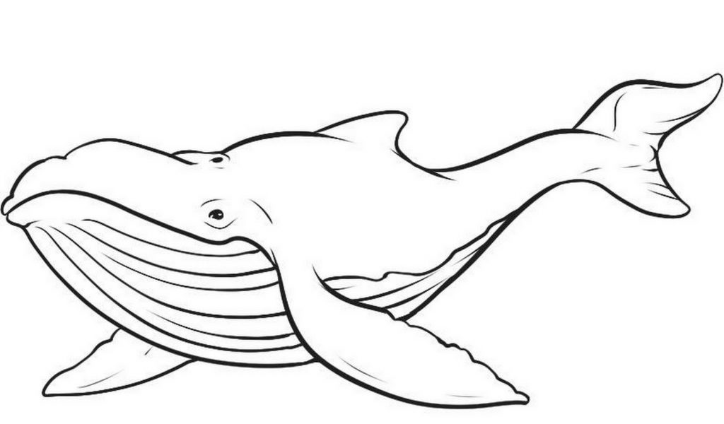 kumpulan mewarnai gambar ikan paus