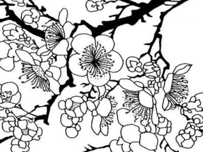 contoh mewarnai gambar pohon sakura