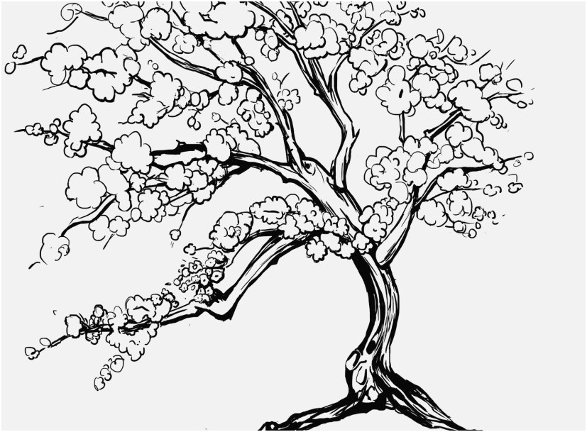 coloring pages cherry photo new cherry blossom coloring page design