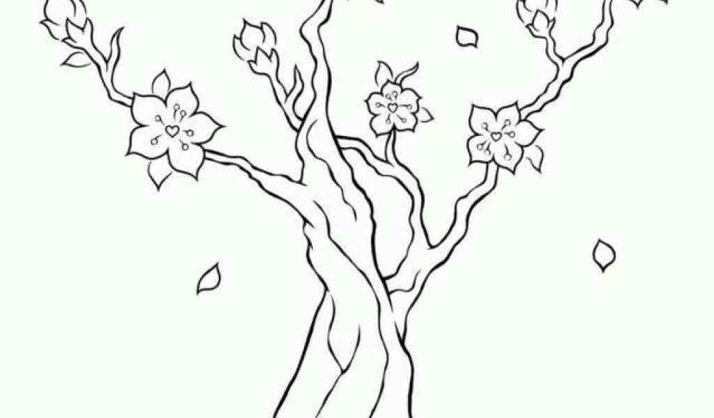 gambar pohon sakura mewarnai hd