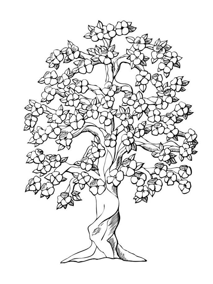 gambar pohon sakura mewarnai