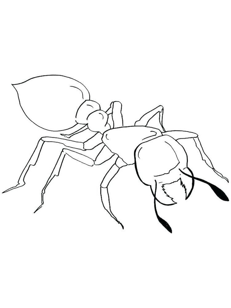 contoh mewarnai gambar semut