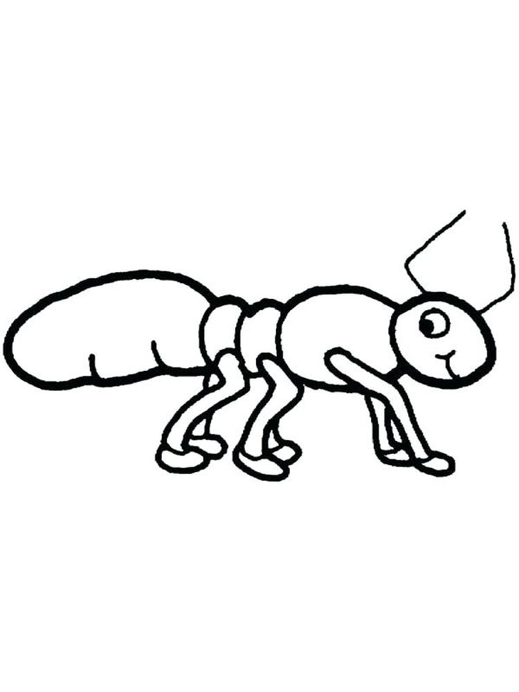 gambar mewarnai semut