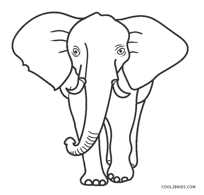 mewarnai gambar telinga gajah