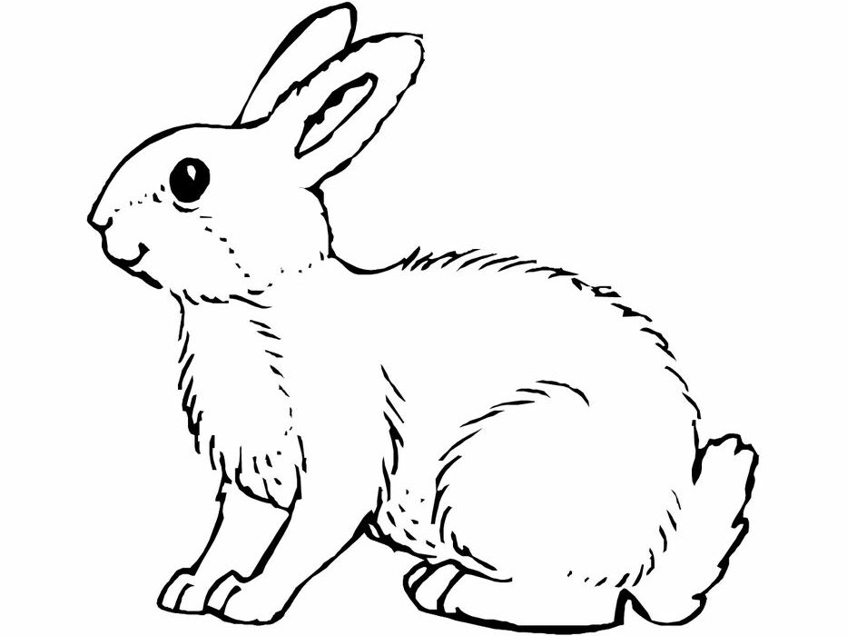 mewarnai gambar telinga kelinci
