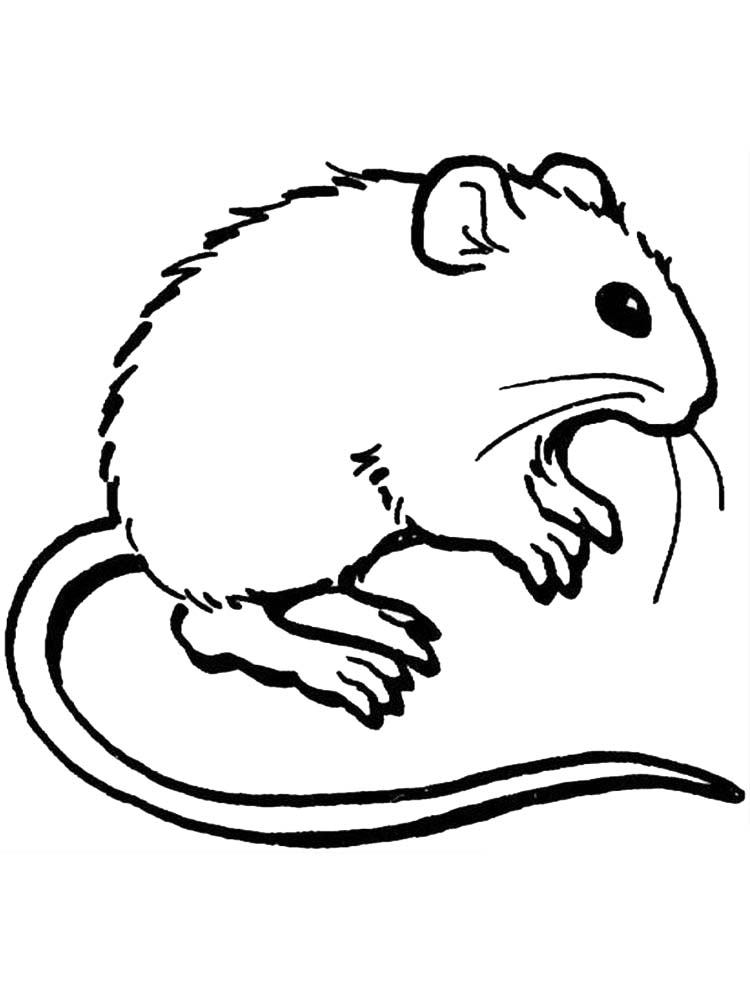 contoh mewarnai gambar tikus